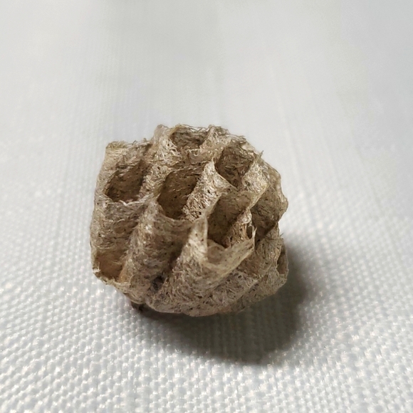 FOUND Real Wasps Nest Natural Nature Fragile Small Woodsy Decor Bee Tiny - Picture 2 of 14